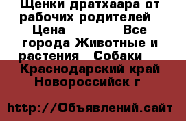 Щенки дратхаара от рабочих родителей › Цена ­ 22 000 - Все города Животные и растения » Собаки   . Краснодарский край,Новороссийск г.